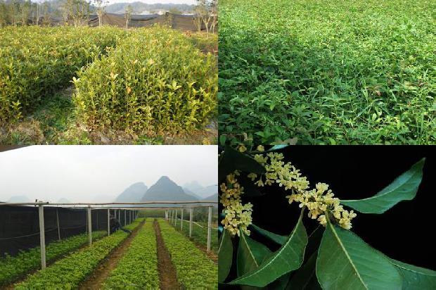 西安桂花树苗价格表最新消息1690503549872