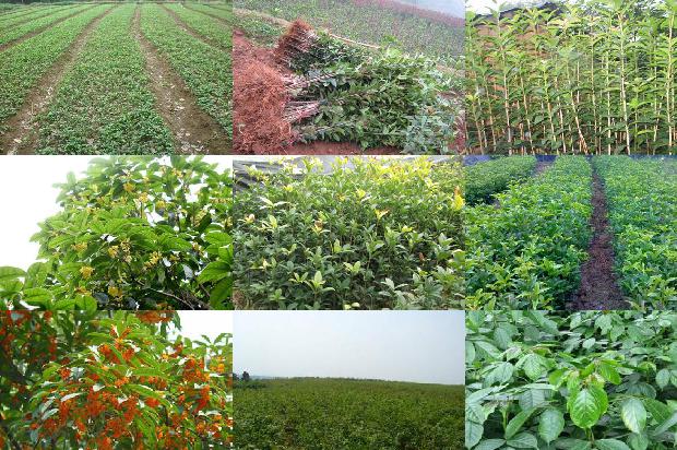 红桂花泡茶有什么好处1688948983304