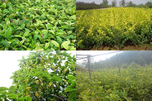 桂花茶的介绍1677718844161