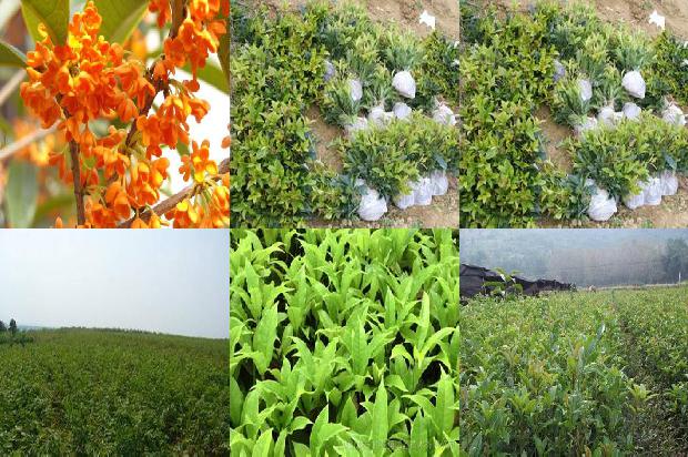 桂花茶的介绍1677718844168