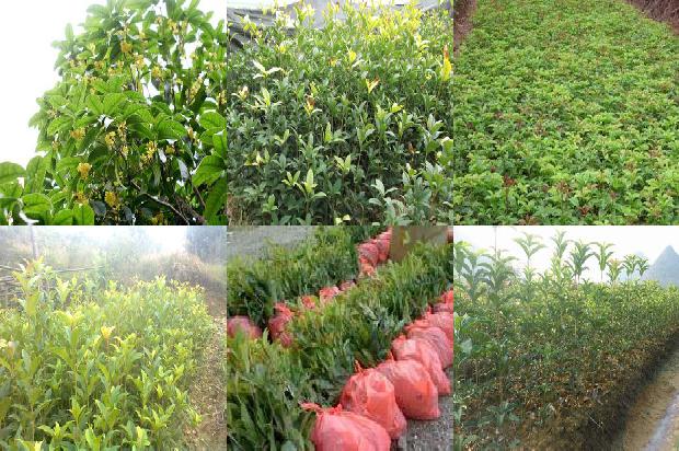 桂花茶的特点1677719504044