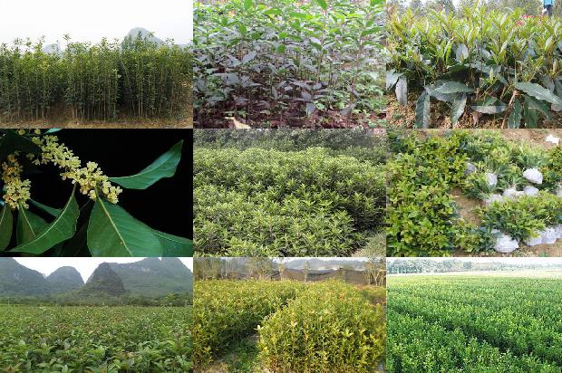 4公分桂花树苗价格贵不贵1677720123893