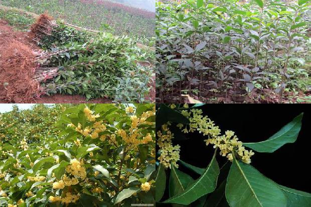 青岛崂山桂花红茶1689467286530