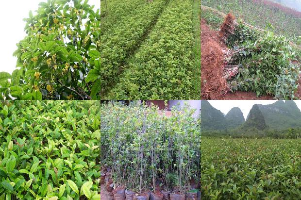 桂花乌龙茶和牛奶一起喝会怎么样1689467900792