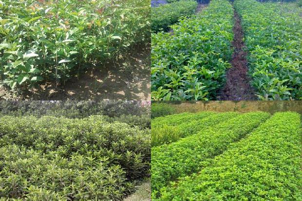 红茶陈皮桂花茶功效与作用1689208198717