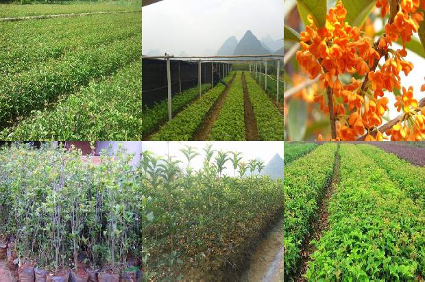 车载香薰桂花味1677721281452