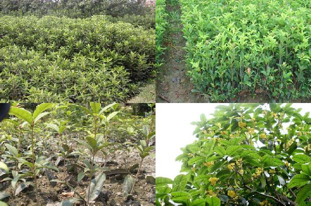 车载香薰桂花味1677721281458