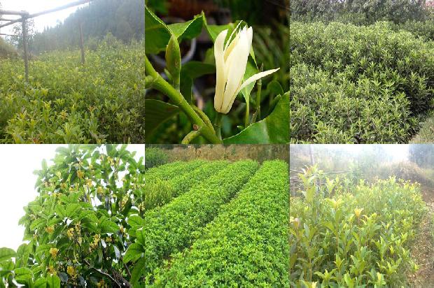 江苏桂花树价格走势1690763379256