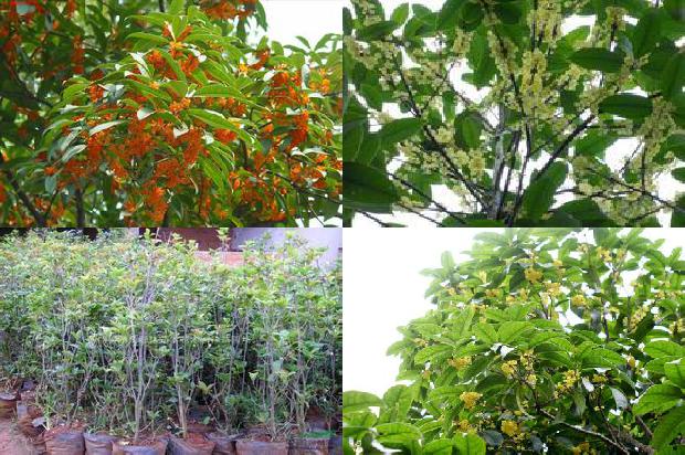 南阳桂花树苗批发1690591110845