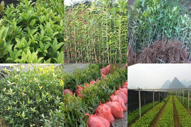 桂花苗木价格查询最新消息1689985827700