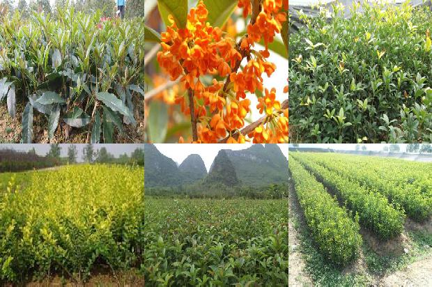 桂花树是珍稀植物吗为什么1690591318789