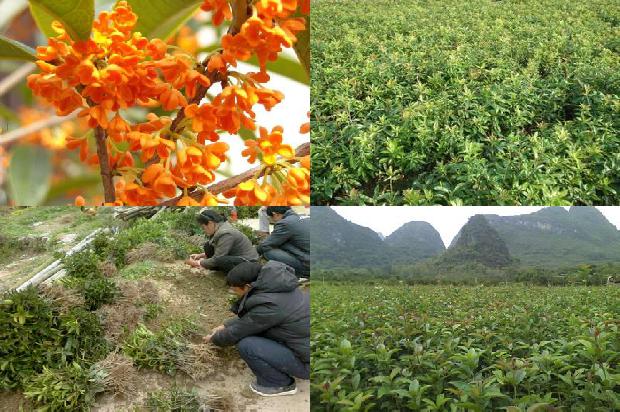桂花的药用1677805255056