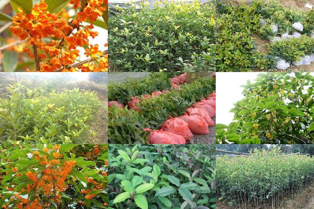 八公分的桂花树多少钱一株啊1690071626527