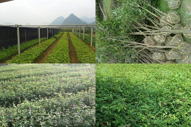 桂花的种植方法与技巧1677806906461