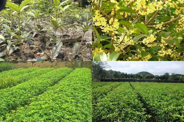 桂花糕的材料和做法窍门1689313666614