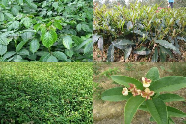 茶饼 桂花1677807831943