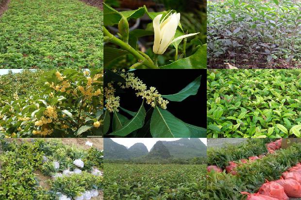 桂花红茶1677808704295