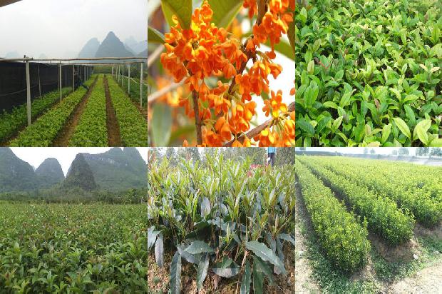 桂花树怎样嫁接成活率高1690417966394