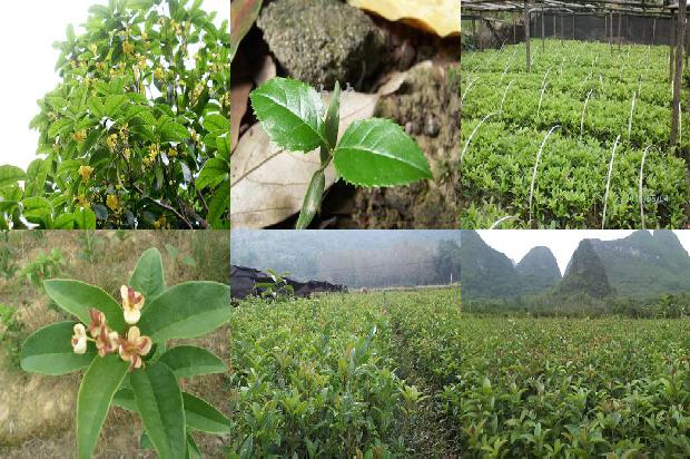 桂花 奶茶1677890562687