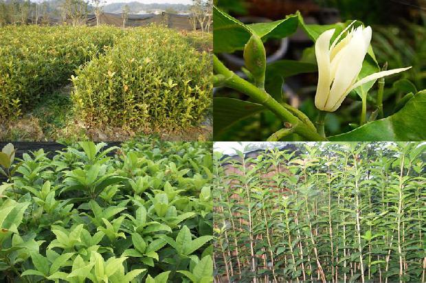 经期能喝桂花乌龙茶吗1689467842160
