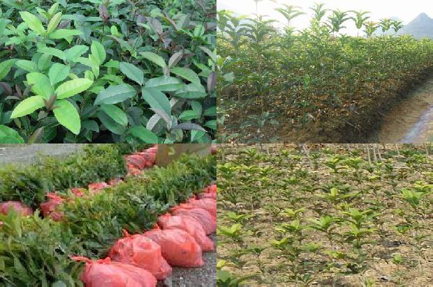 桂花茶可以搭配什么茶叶1689577053562