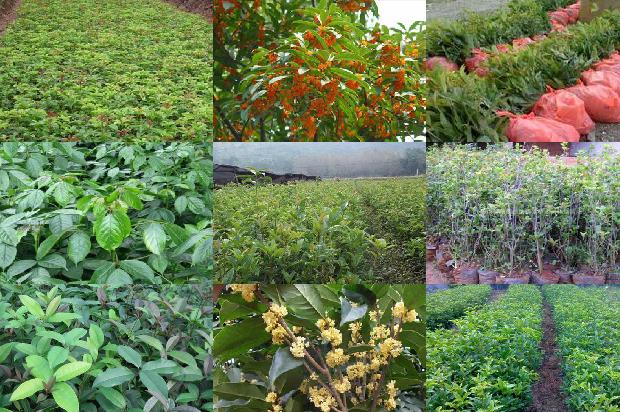 桂花茶叶的功效与作用1677892156904