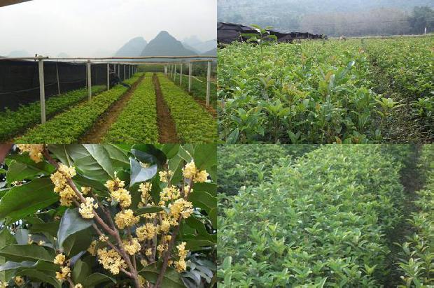 盆栽桂花怎么打顶最好呢1688347850363