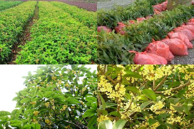 桂花可以与什么一起泡茶1689577091107