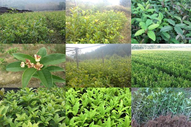 北方种植桂花1677894080910