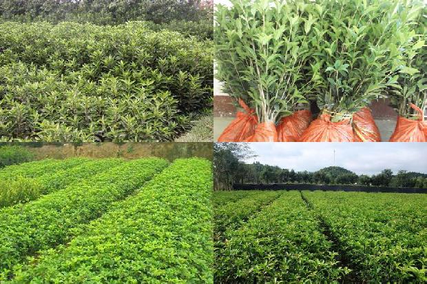 北方种植桂花1677894080916