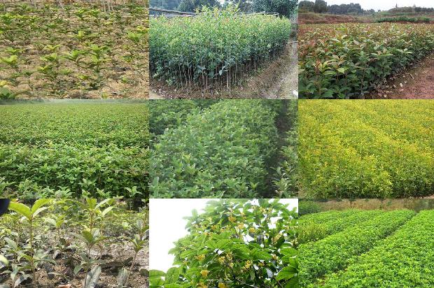桂花茶和茉莉花茶哪个好闻1689576750974