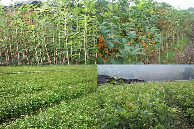 合肥桂花树价格行情走势最新1690504915397