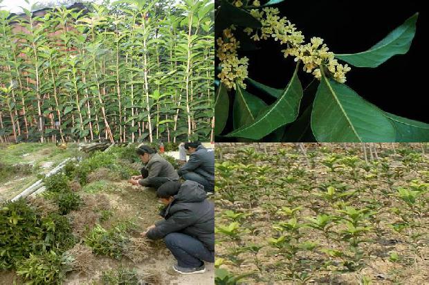 桂花树25公分价格多少一棵1689727165798