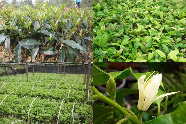 新鲜桂花可以炒干保存吗?1689577205372