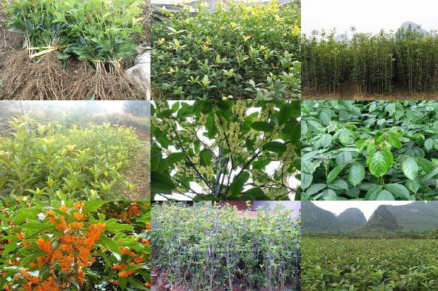 桂花树南方可以种植么1677978313148