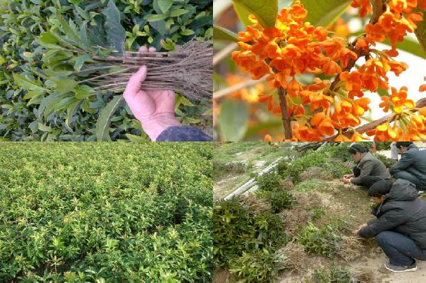 桂花树公分是怎么量的1677978343996