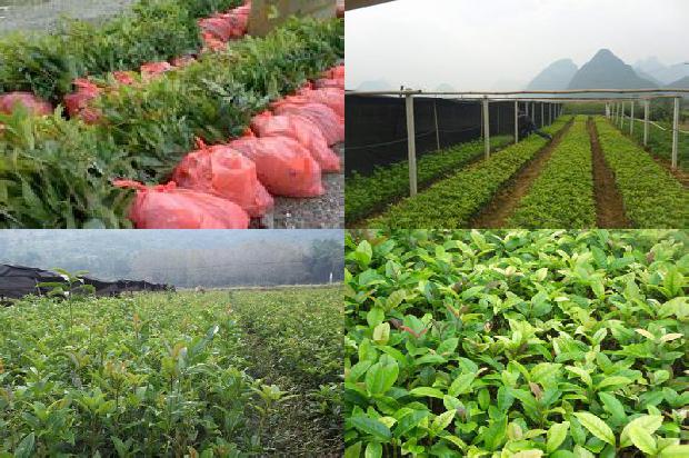 桂花红糖茶的功效与作用及禁忌1689381804881