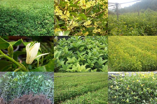 桂花树种植方位1677978894851