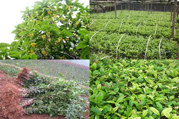 桂花树种植方位1677978894857