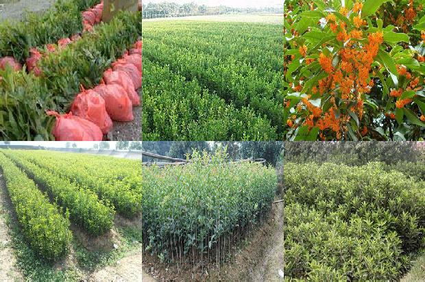 八月份开花的桂花树是什么品种的花1688346176870