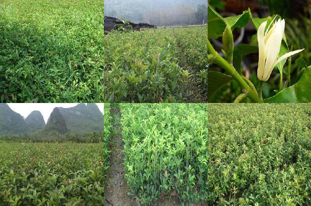 桂花开白花好还是黄花好1689034930013