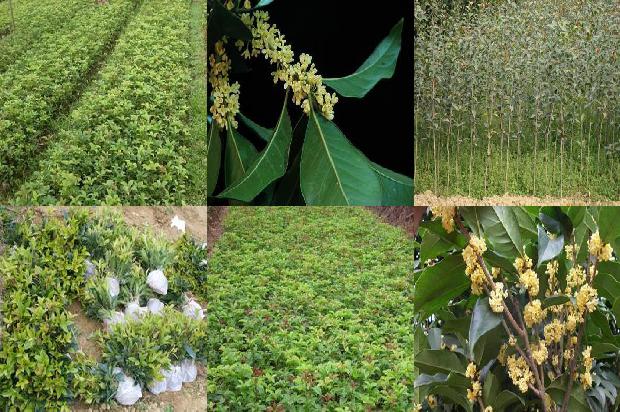 桂花树品种最值钱1677979382736