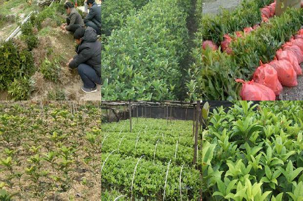 今年桂花为什么开三次花1688861887395
