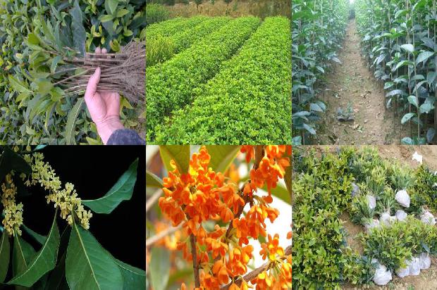 桂花红茶属于什么茶类的1689467291642