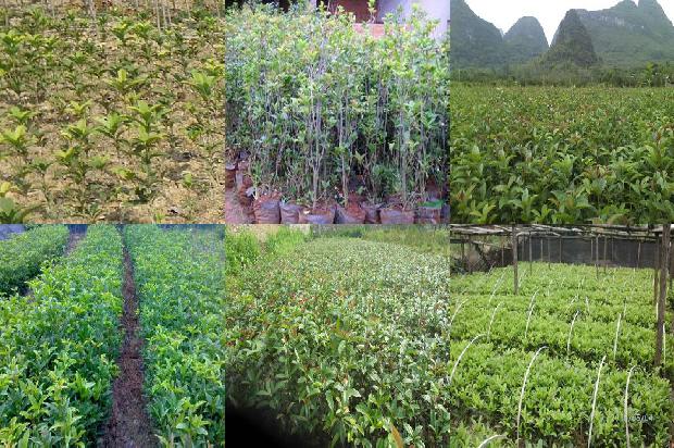 地栽桂花树施什么肥好1677980805171