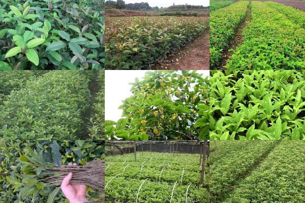 桂花与乌龙茶的功效与作用区别1689467481704