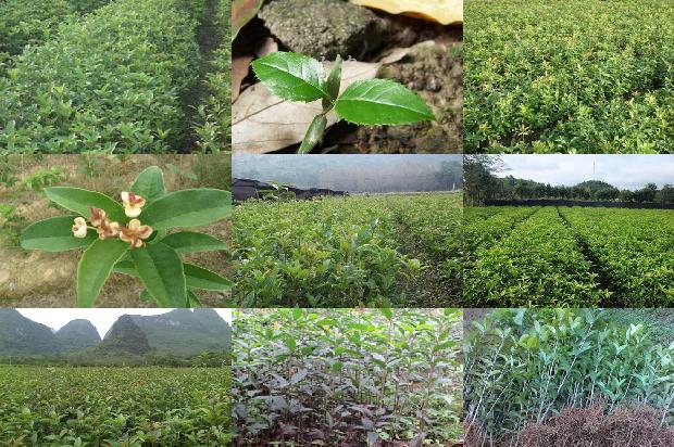 桂花乌龙茶哪个牌子好喝又健康1689467635566