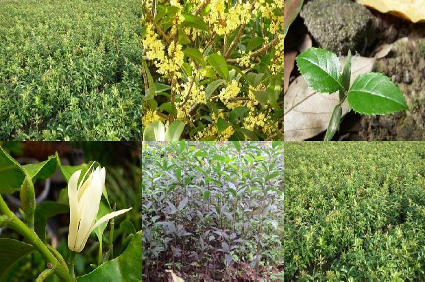 牛蒡根配菊花茶桂花这些功效与作用1689381469778
