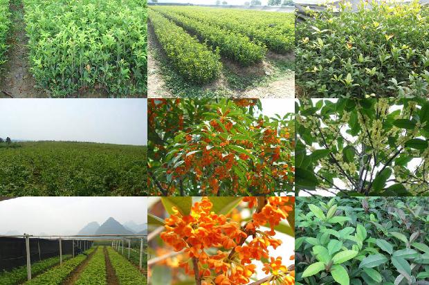 桂花树能和什么树嫁接1678062689595