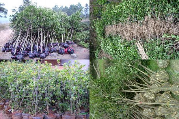北方如何种植桂花树1678063258539